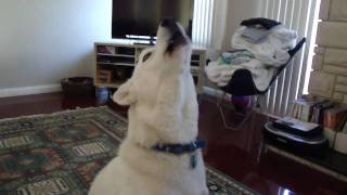 Siberian Husky Howling [upl. by Cynarra]