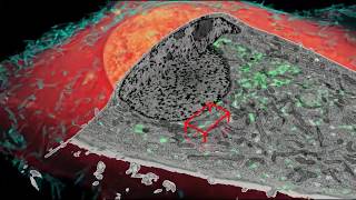 Endosomes [upl. by Lorre871]