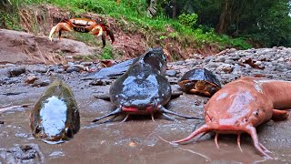 Menemukan Ikan Lele Besar di Sungai Ikan Gabus Ikan Cupang Kepiting Sidat Belut Kurakura [upl. by Adianes]