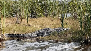 Airboat ride with many gators [upl. by Akimas146]