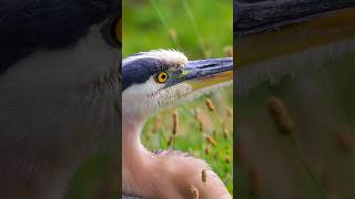 herons greatblueheron blueheron birds wildlife [upl. by Fredette]