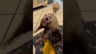 Happy Ferrets ferrets ferretlove happypets [upl. by Gee]