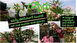 Oleander Plant Care Tips For More Blooming care of kaner plantbest summer flowering plantganneru [upl. by Ahsinav254]