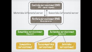 Nervsystemets funktionella indelning [upl. by Aridan]