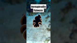 Why These Flatworms Are the Most Unbelievable Creatures on Earth [upl. by Harbison335]