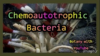 Chemoautotrophic Bacteria botanywithyoutube [upl. by Jahncke]