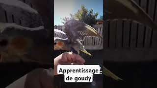 Apprentissage de goudy [upl. by Stranger83]