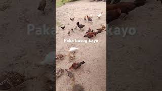 patuka sa manok beach love music [upl. by Niamor793]