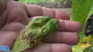 Septoria leaf spot tomato  Septoria lycopersici  How to identify it and what it is [upl. by Ihana941]