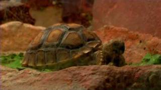 Pet Turtles  How to Care for a Desert Tortoise [upl. by Laidlaw]