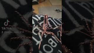 Scorpions scorpiolover wirewrapped arizona copperwire copperstate fypシ゚viral [upl. by Natala]