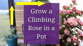 Grow a Climbing Rose in a Pot [upl. by Kenney]