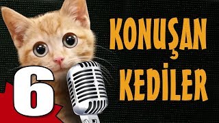 Konuşan Kediler 6  En Komik Kedi Videoları [upl. by Pippas]