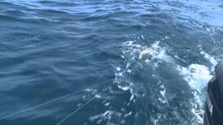 Slamming Dolphin With Dredges With Capt Scott Fawcett [upl. by York]