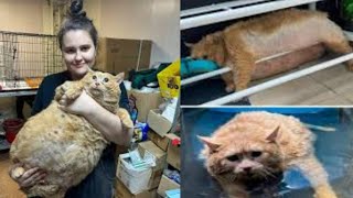 Worlds fattest cat dies despite stint at fat camp [upl. by Serle233]