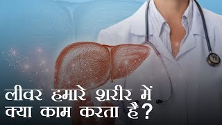 लीवर हमारे शरीर में क्या काम करता है  What does the liver do in our body [upl. by Cita]