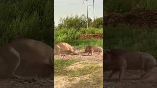 Close range of wild animals Fantastic animals on Douyin Animal world Predation moments Wild animals [upl. by Ahsik659]