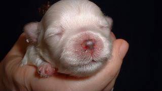 CUTE PUPPIES 2 Weeks Old Twitching and Eating Solid Food [upl. by Llyrat404]