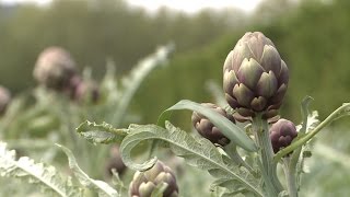 Lartichaut violet un cœur à prendre au printemps  Météo à la carte [upl. by Trill22]