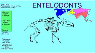 FOSSIL MAMMALS ARTIODACTYLS ENTELODONTS [upl. by Ennael]