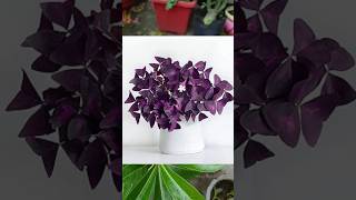 How to grow Oxalis Triangularis from bulbs 💜terracegarden gardening oxalis shorts trending [upl. by Hnahc3]