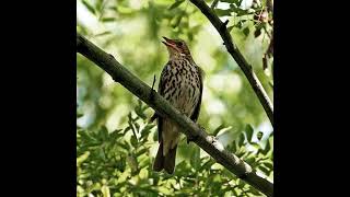 Song Thrush Bird Sound [upl. by Enaasiali91]