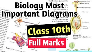 Biology Most important Diagrams class 10th 2024 board  cbse class 10th [upl. by Brenner259]