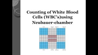 White blood cell WBCs count using Neubauer chamber 💉 [upl. by Nivrae136]