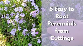 5 Easy to Root Perennials from Cuttings Salvia Catmint Phlox Monarda Lemon balm [upl. by Lubba793]