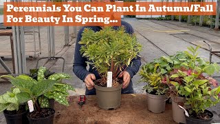 Perennials to Plant in AutumnFall for a Wonderful Spring Garden [upl. by Adnoek]