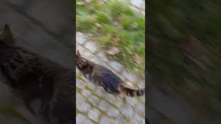 Katzen besuch draußen vor der tür [upl. by Sirraf]