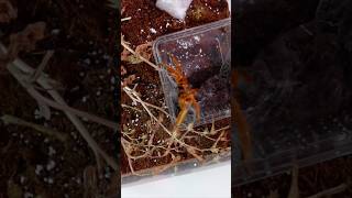 P Murinus OBT Rehousing 😭 tarantula vogelspinne pmurinus obt obttarantula [upl. by Robertson]