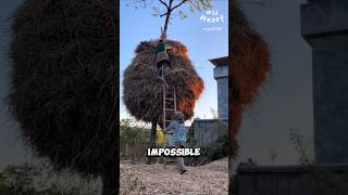 Why Wrap Trees with Rice Straw [upl. by Arul]