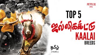 TOP 5  Jallikattu Kaalai Breed Types  தமிழ்  Petflix Tamil  Jallikattu [upl. by Nitnerb878]