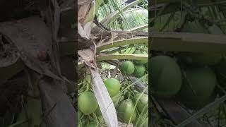 KELAPA TERPENDEK DI DUNIA  KELAPA BIDO DARI MOROTAI bido morotaibido [upl. by Auoy]