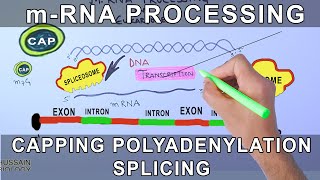 Overview of mRNA Processing in Eukaryotes [upl. by Marika]