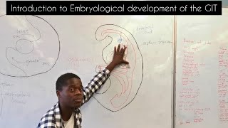 Introduction to embryological development of the GIT  Development of the esophagus [upl. by Bergin]