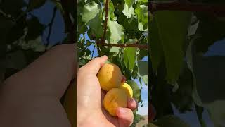 Apricot fruit 🍑🍊🍋🥭🍆🍓🍇🥥🫐Farm fresh farmer apricots shorts [upl. by Annirak]