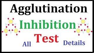 Agglutination Inhibition test Pregnancy Test [upl. by Sams992]