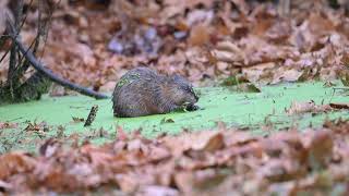 Muskrat Snacking on Duckweed [upl. by Ade629]