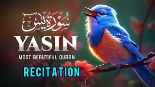 Surah Yaseen l Yasin l part 0551 l Full With Arabic l heart relaxing quran recitation l [upl. by Cyndia]