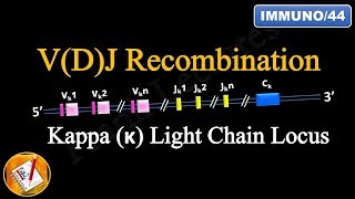 VDJ Recombination PART 1  Ig Light chain locus FLImmuno44 [upl. by Merline]