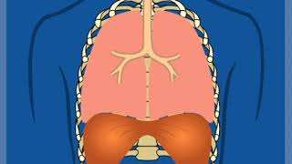 Aufbau des Thorax – Grundlagen  Thoraxdrainage für Einsteiger [upl. by Sadnalor]