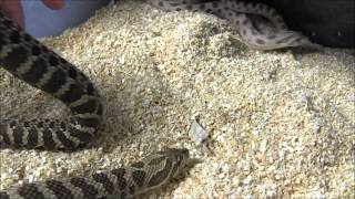 Adult Western Hognose Snakes [upl. by Chaffin]