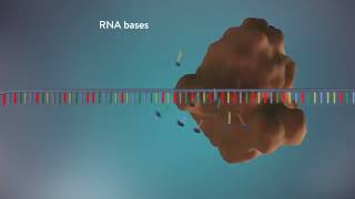 DNA replication 3D Animation for Students Semiconservative Method of DNA replication [upl. by Sorcim]