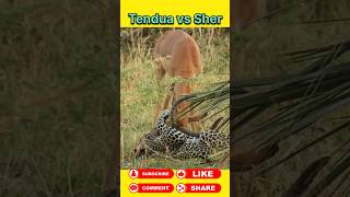 Tendua VS Loins animals wildanimal shortsviral [upl. by Ardnuhsed]