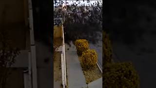 1000 Birds Fall From The Sky viralvideo news mexico wow birds crazy funny lol scary [upl. by Oballa]