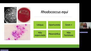 RODOCOCOSE EQUINA  PNEUMONIA DO POTRO  Completíssimo [upl. by Veats]