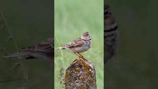 The calandra lark or European calandralark singing Melanocorypha calandra shortvideo birdsong [upl. by O'Neil]