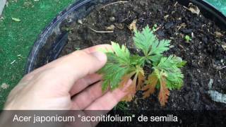 Acer japonicum mayo 2015 Vitifolium y maiku jaku [upl. by Odell]